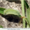 polyommatus agrodiaetus damon daut larva4a